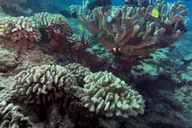 Koloa Shore Dive with Sea Turtles thumbnail 3