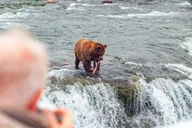Katmai National Park Bear Viewing at Brooks Falls thumbnail 4