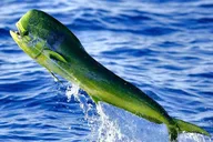 Miami Deep Sea Fishing Charter thumbnail 5