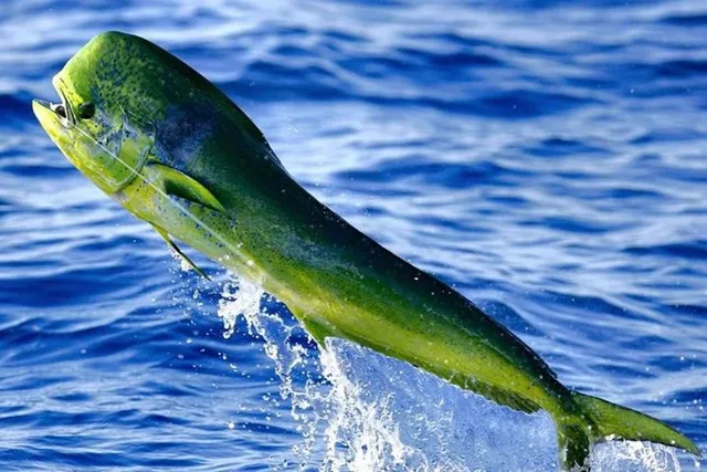 Miami Deep Sea Fishing Charter - Image 5