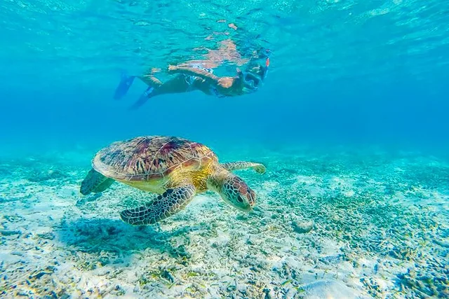 Waikiki Turtle Canyon Snorkeling Adventure 2 hr - Image 2