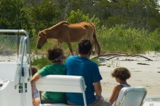 Ocean City Pony Cruise on Assateague Island