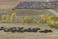 Rapid City Custer State Park Buffalo Roundup Tour thumbnail 6
