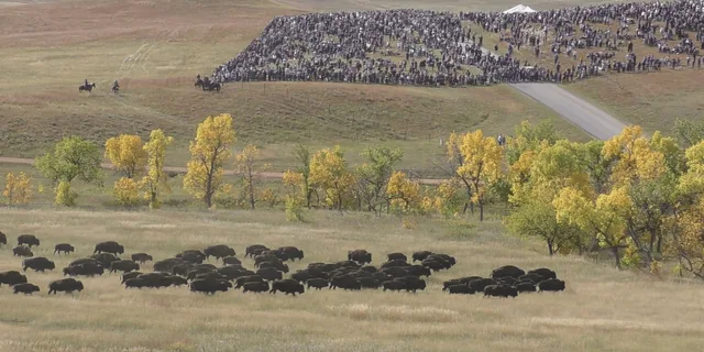 Rapid City Custer State Park Buffalo Roundup Tour - Image 6