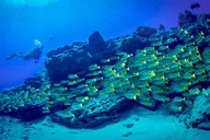 Kauai Dive Boat Adventure for Certified Divers thumbnail 5