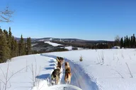 Fairbanks Dog Sledding Tour 1 hr thumbnail 2