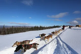 Fairbanks Dog Sledding Tour 1 hr