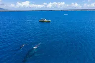 Maui Whale Watch Adventure Aboard Super Raft 105 min thumbnail 6