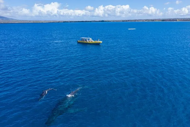 Maui Whale Watch Adventure Aboard Super Raft 105 min - Image 6