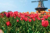 Chicago Windmill Island Gardens Day Tour thumbnail 1