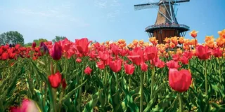 Chicago Windmill Island Gardens Day Tour