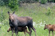 Anchorage Food and Sightseeing Tour thumbnail 2
