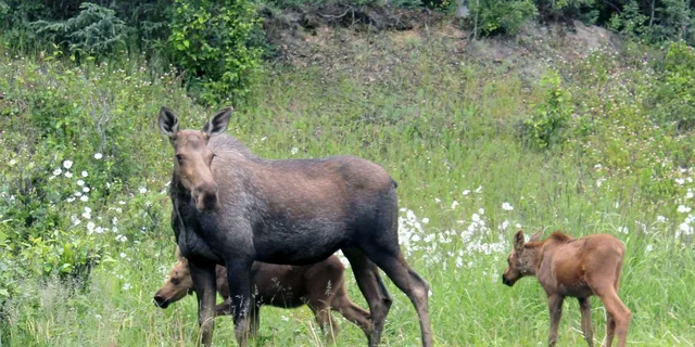 Anchorage Food and Sightseeing Tour - Image 2