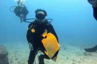 Oahu Shallow Reef Dive thumbnail 5