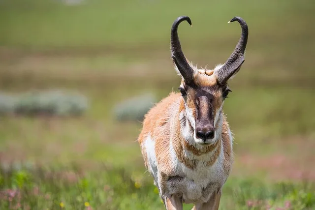 Yellowstone Wildlife Watching Tour - Image 3