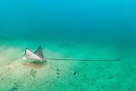 Kauai Scuba Diving South Shore Certified Diver 3 hr thumbnail 2