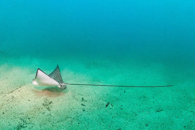 Kauai Scuba Diving South Shore Certified Diver 3 hr - Image 2