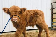 Fredericksburg Cow Cuddling Experience thumbnail 1