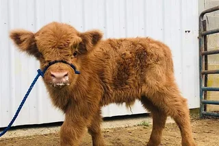 Fredericksburg Cow Cuddling Experience