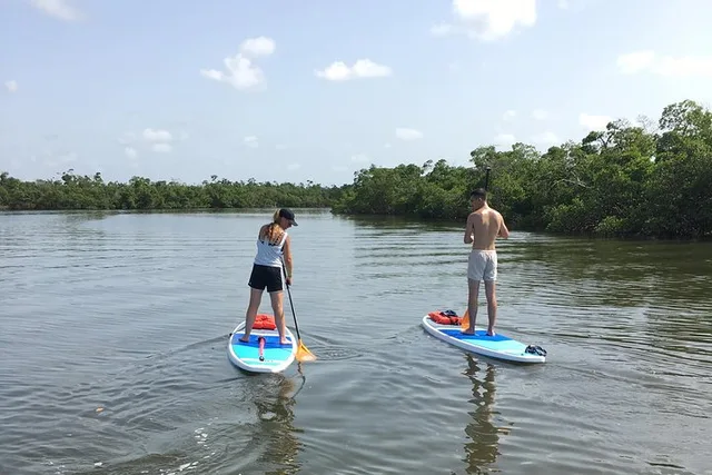 Naples Paddleboard Mangrove Forest Tour 90 min - Image 3