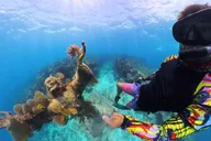 Key Largo Snorkeling and Scuba Reef Trip thumbnail 6