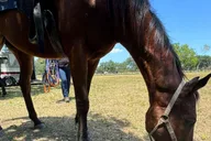 Miami Horseback Riding in South Beach 1 hr thumbnail 4