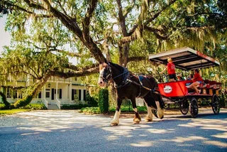 Beaufort Horse & Carriage History Tour