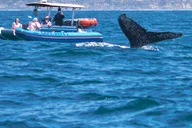Dana Point Dolphin & Whale Watching Zodiac Adventure thumbnail 3