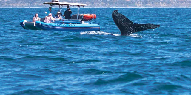 Dana Point Dolphin & Whale Watching Zodiac Adventure - Image 3