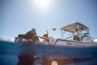 Hawaii Shark Dive thumbnail 5