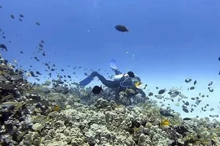 Kona Shore Dive or Refresher Dive
