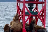 Sitka Marine Wildlife Tour thumbnail 6
