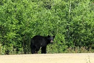 Fairbanks Arctic Circle Expedition thumbnail 4