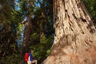 San Francisco Yosemite One-Way Transfer thumbnail 5