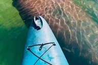 Sarasota Mangrove Kayak Tour with Hidden Beach thumbnail 4