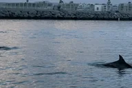 Marina del Rey Boat Tour 1 hr thumbnail 6