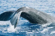 Lahaina Whale Watching Catamaran Tour 2 hr thumbnail 4