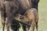Anchorage Alaska Wildlife Tour with Hotel Pickup 4 hr thumbnail 5
