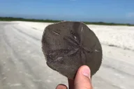Indian River Lagoon Kayak Tour thumbnail 4