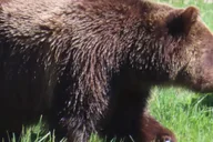 Yellowstone National Park Wildlife Tour from West Yellowstone thumbnail 5