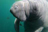 Crystal River Manatee Snorkeling Tour 3 hr thumbnail 1