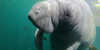 Crystal River Manatee Snorkeling Tour 3 hr