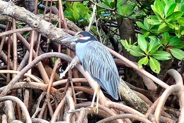 Fort Lauderdale Mangrove Kayak Eco Tour - Image 3