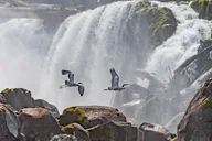 Portland Wildlife & Nature River Cruise 2 hr thumbnail 1