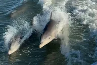 Anna Maria Island Dolphin Watching Boat Tour thumbnail 4