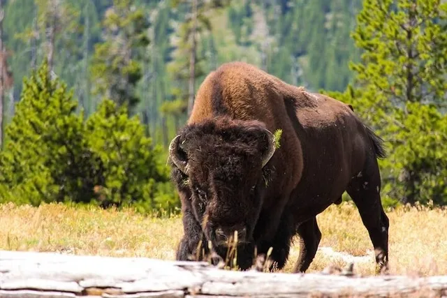 Yellowstone Park Private Full Day Tour - Image 3