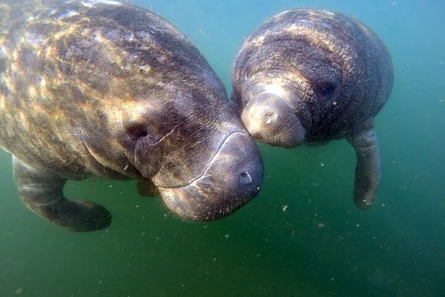 Crystal River Manatee Snorkel Tour 3 hr - Image 5