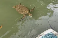 Haleiwa Paddle Board Rental on Anahulu River thumbnail 6
