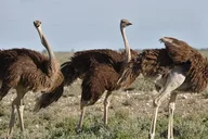 Cape Town Garden Route Safari Adventure 7 Days thumbnail 3