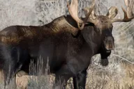 Grand Teton Wildlife Safari 1 hr thumbnail 4